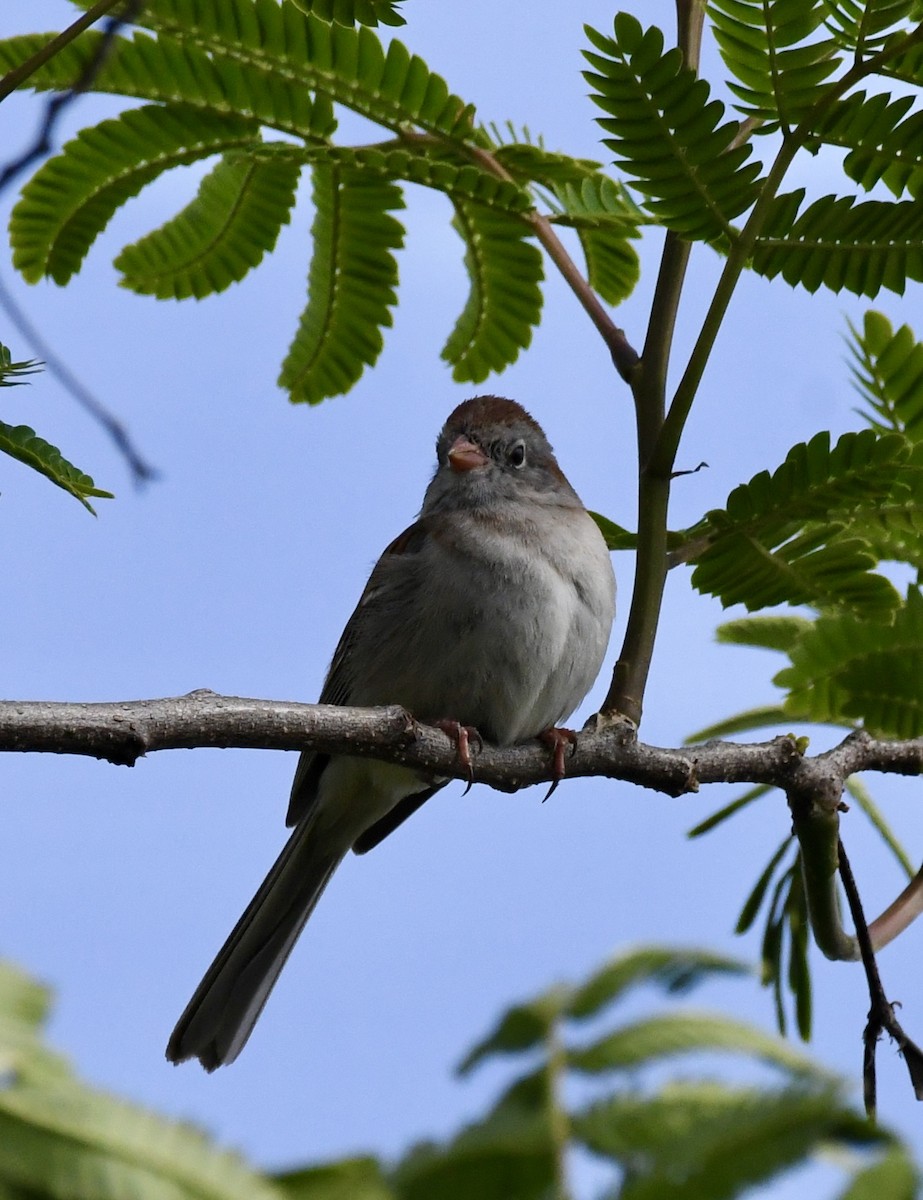 Field Sparrow - ML618090747