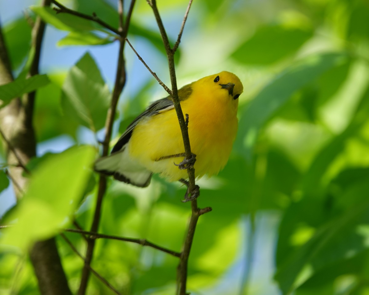 Prothonotary Warbler - ML618090767