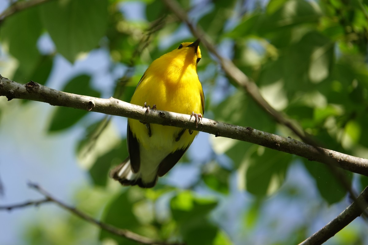 Prothonotary Warbler - ML618090768