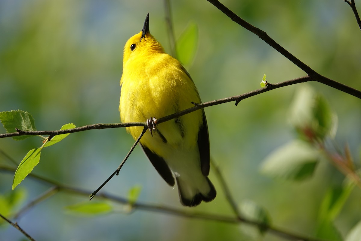 Prothonotary Warbler - ML618090769