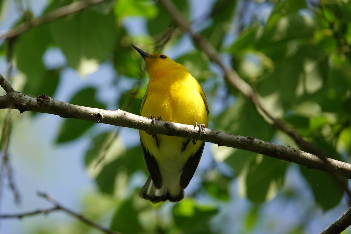 Prothonotary Warbler - ML618090773