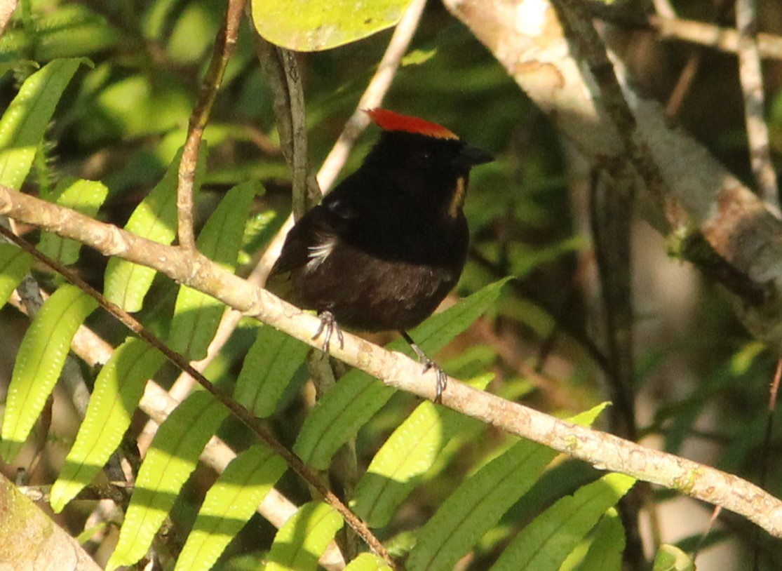 Flame-crested Tanager - ML618090818