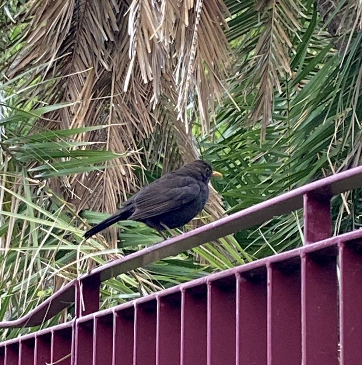 Eurasian Blackbird - ML618090837