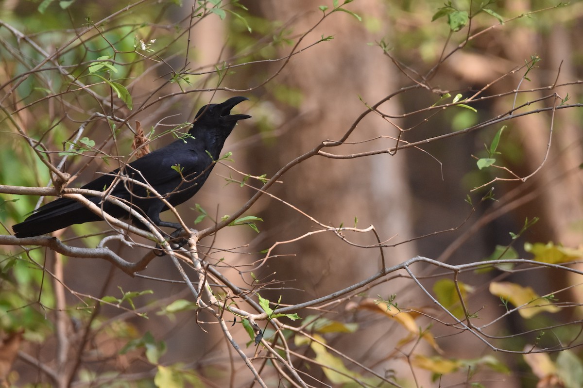 Large-billed Crow - ML618090905