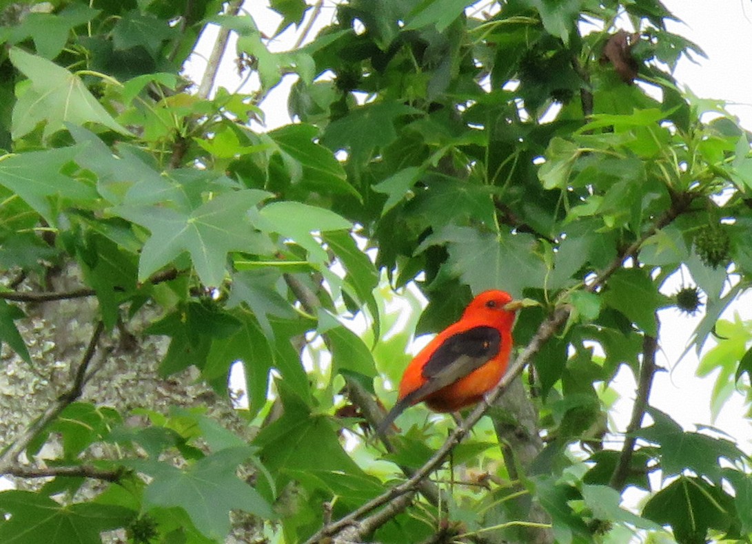 Scarlet Tanager - ML618090925