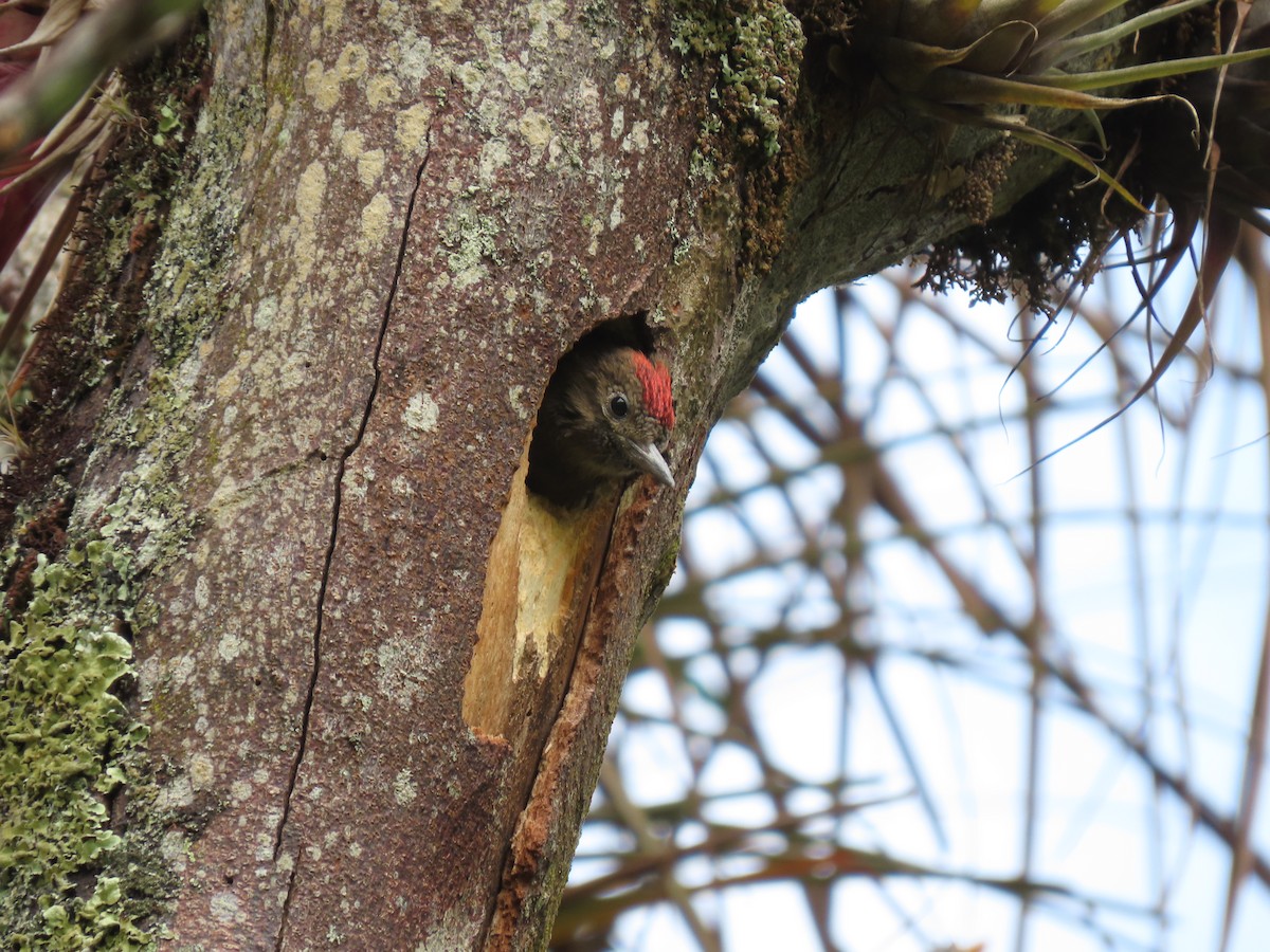 Smoky-brown Woodpecker - ML618090934