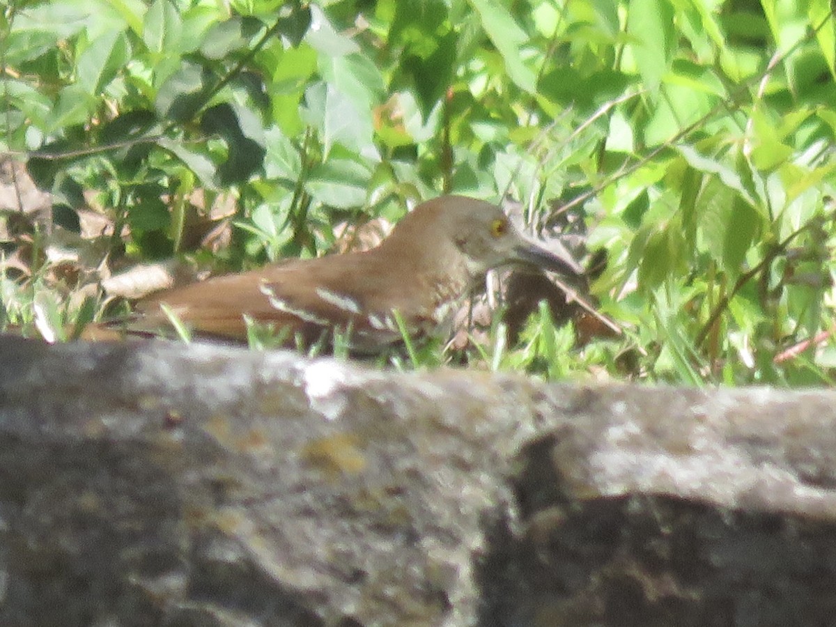 Brown Thrasher - Anonymous