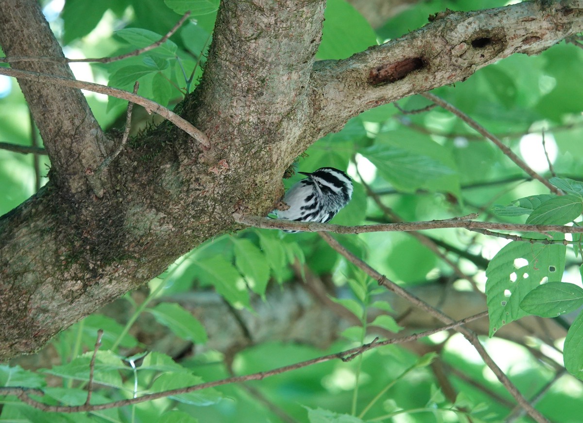 Black-and-white Warbler - ML618090970