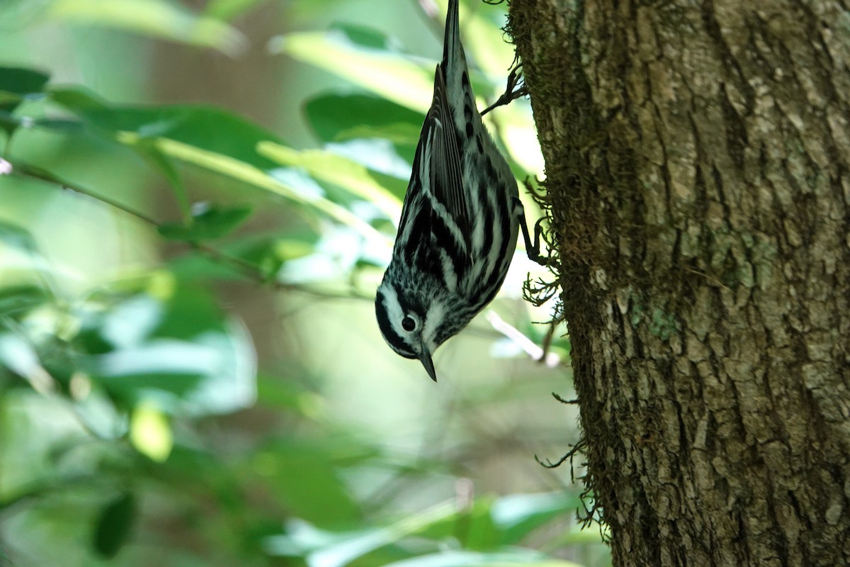 Black-and-white Warbler - ML618090971