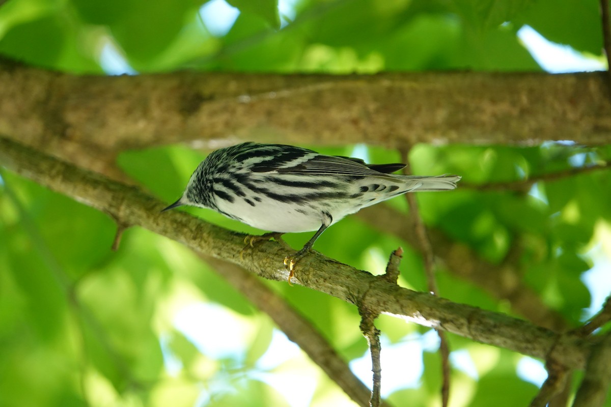 Black-and-white Warbler - ML618090972