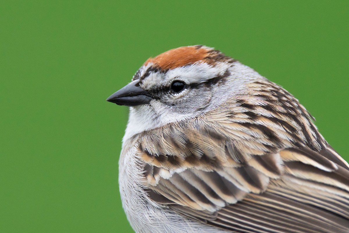 Chipping Sparrow - Andrew Sonea