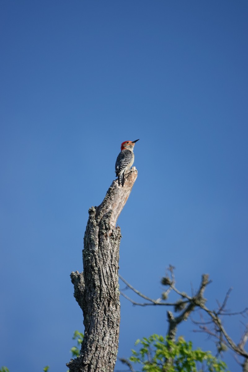 Red-bellied Woodpecker - ML618090997