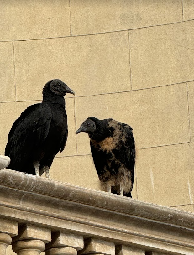 Black Vulture - ayush gupta