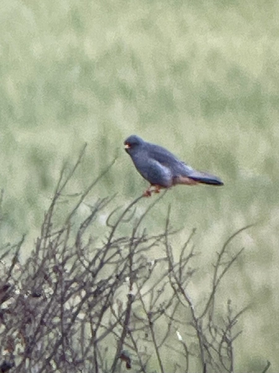 Red-footed Falcon - ML618091022