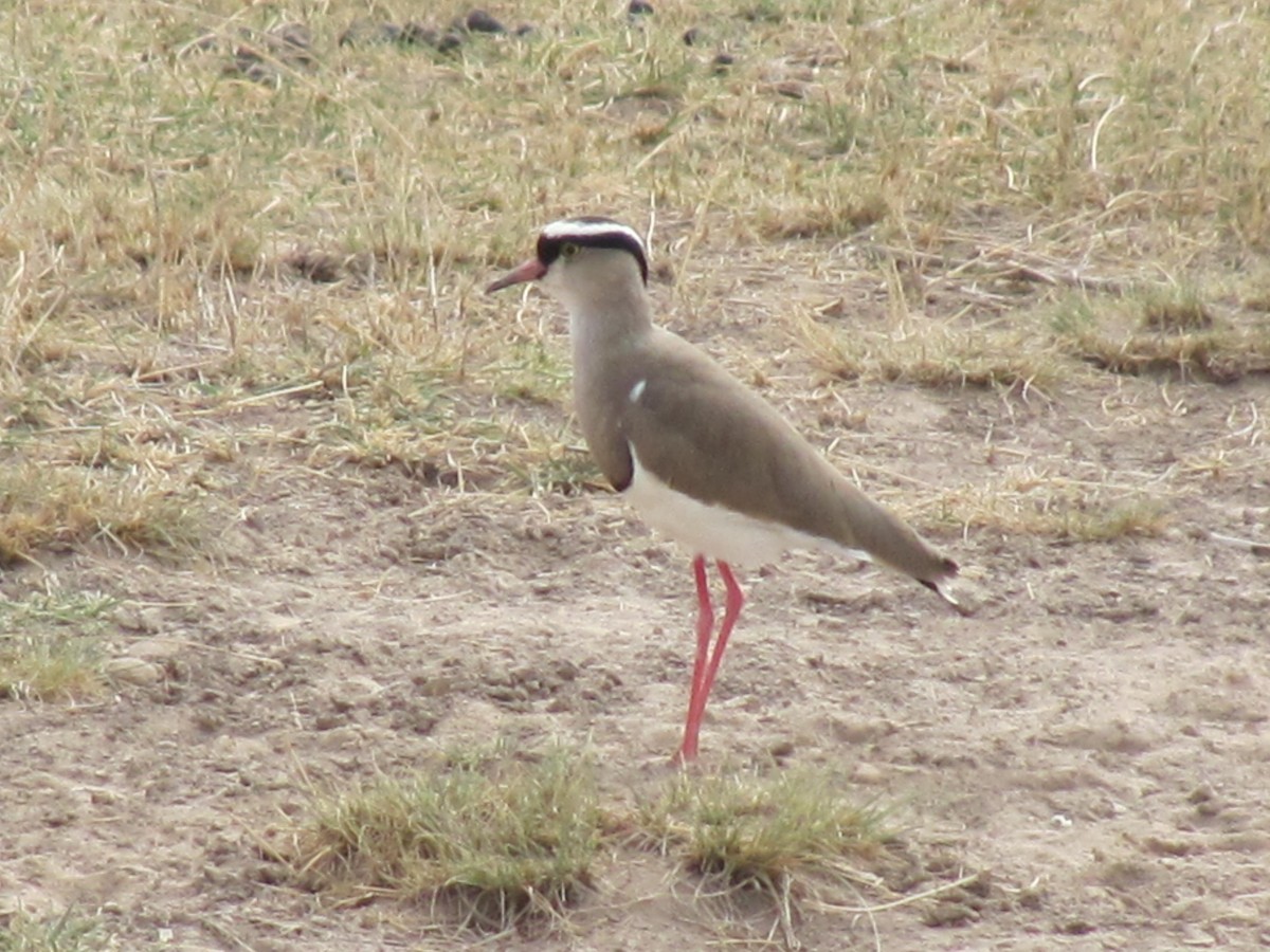 Crowned Lapwing - ML618091026