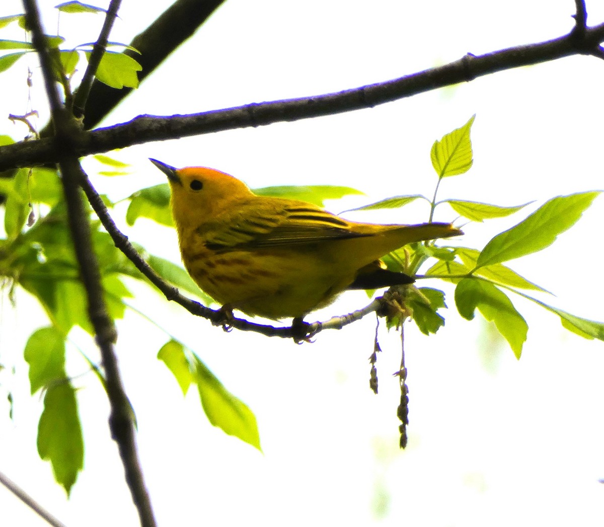Yellow Warbler (Northern) - Amber Piotter