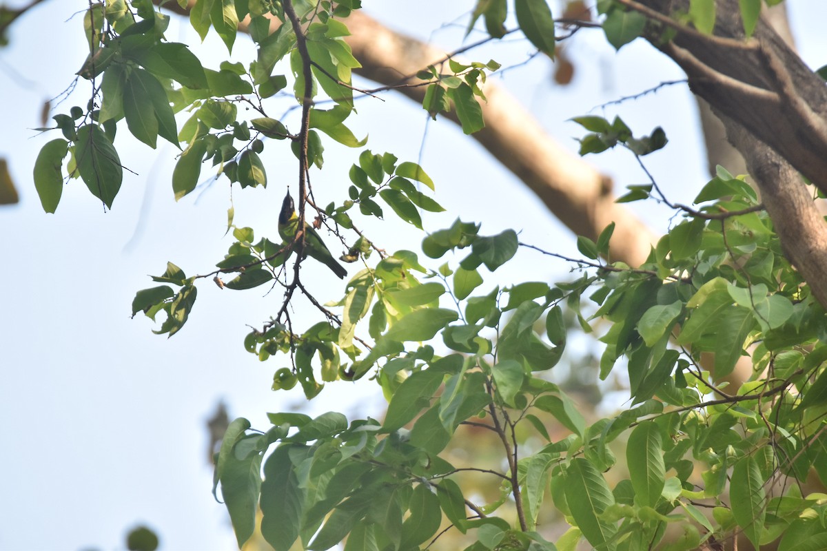 Golden-fronted Leafbird - Gokul Panigrahi