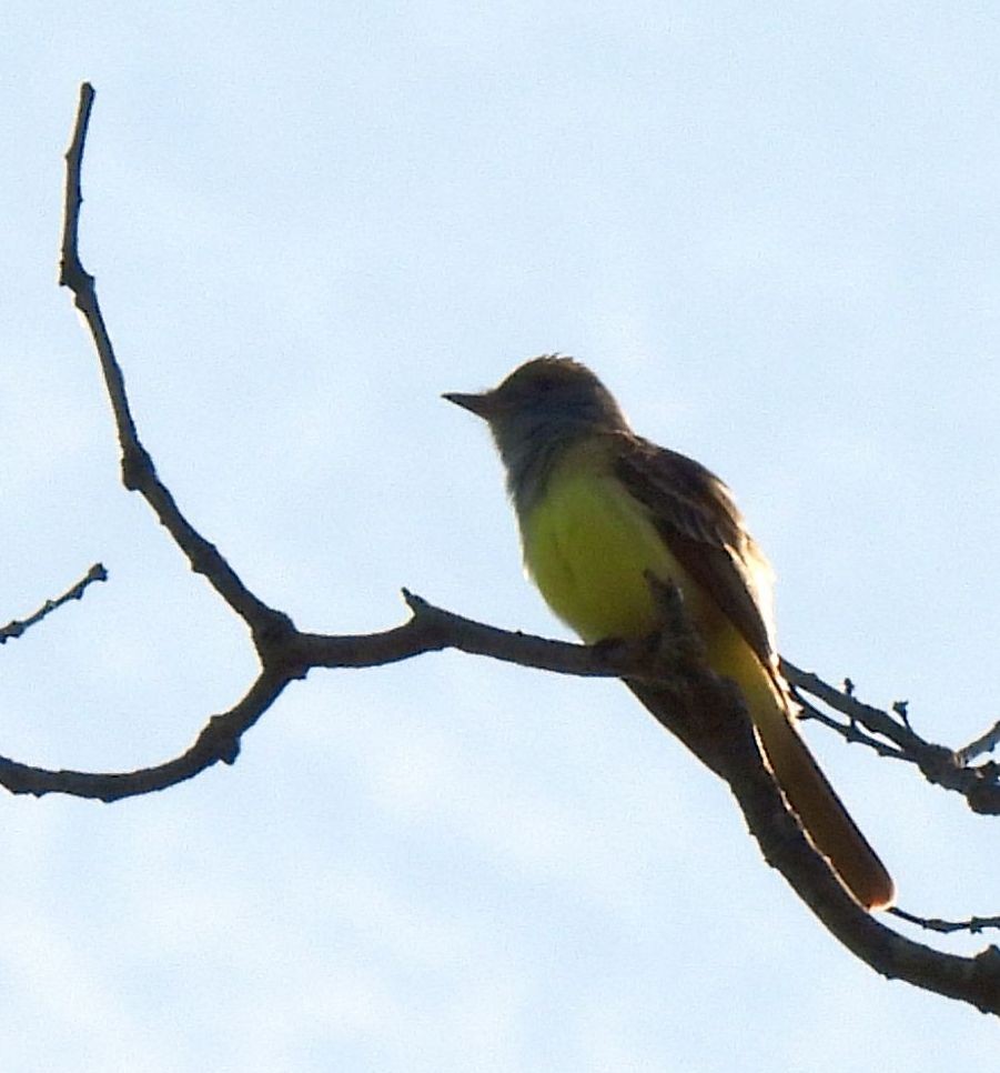 Great Crested Flycatcher - ML618091067