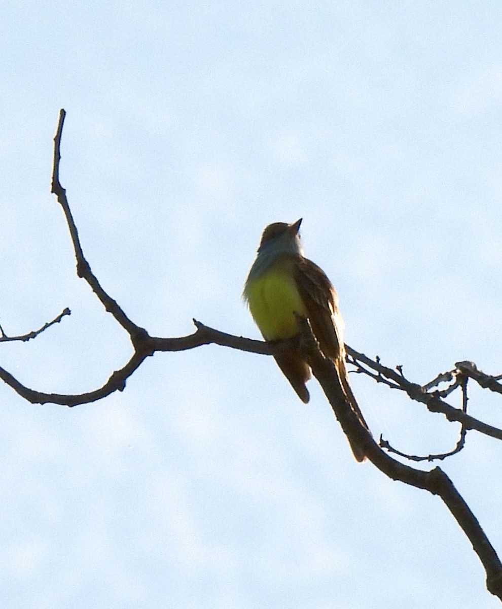 Great Crested Flycatcher - ML618091068