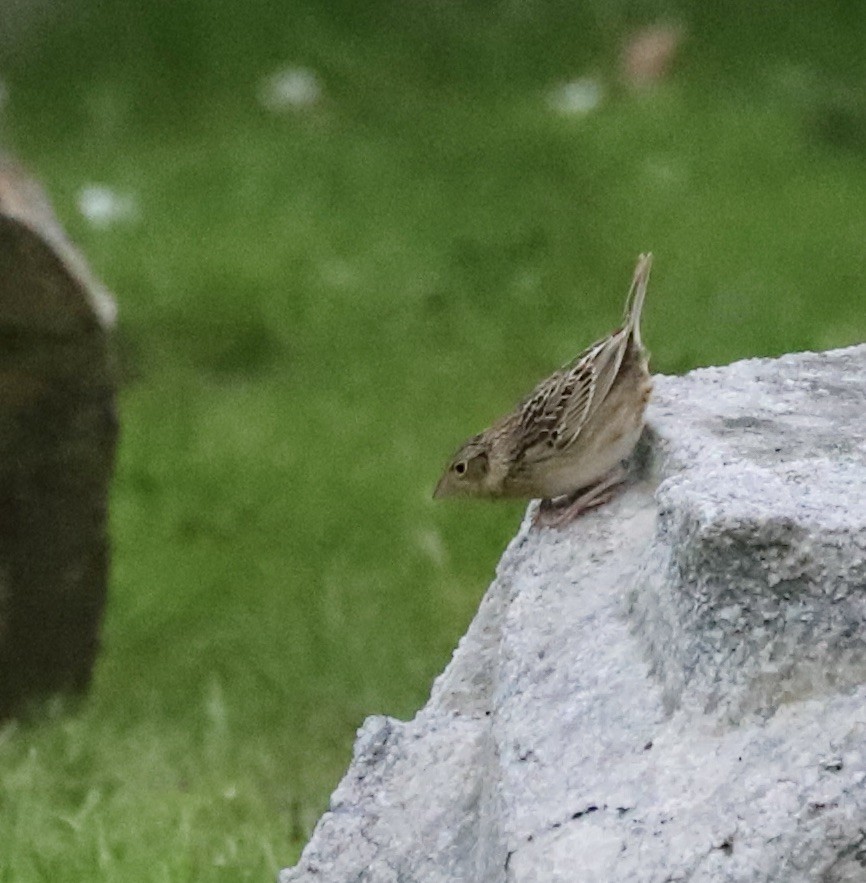 Grasshopper Sparrow - ML618091076