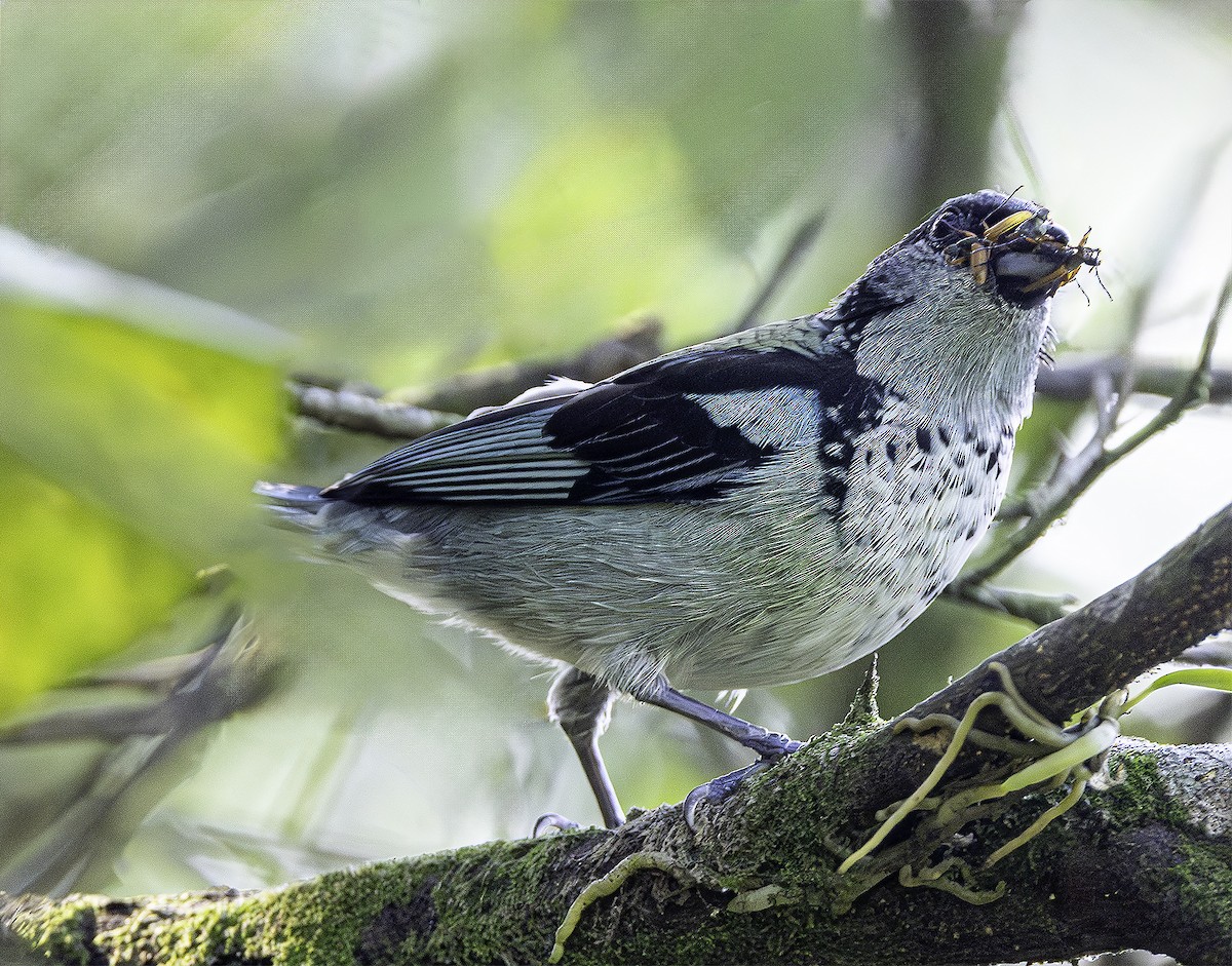 Azure-rumped Tanager - ML618091100
