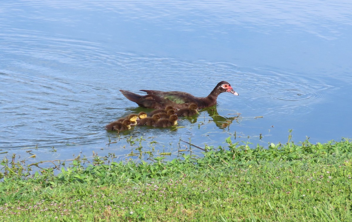 Muscovy Duck (Domestic type) - ML618091111