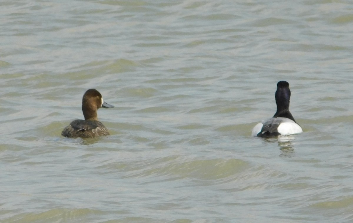 Lesser Scaup - Laurie White