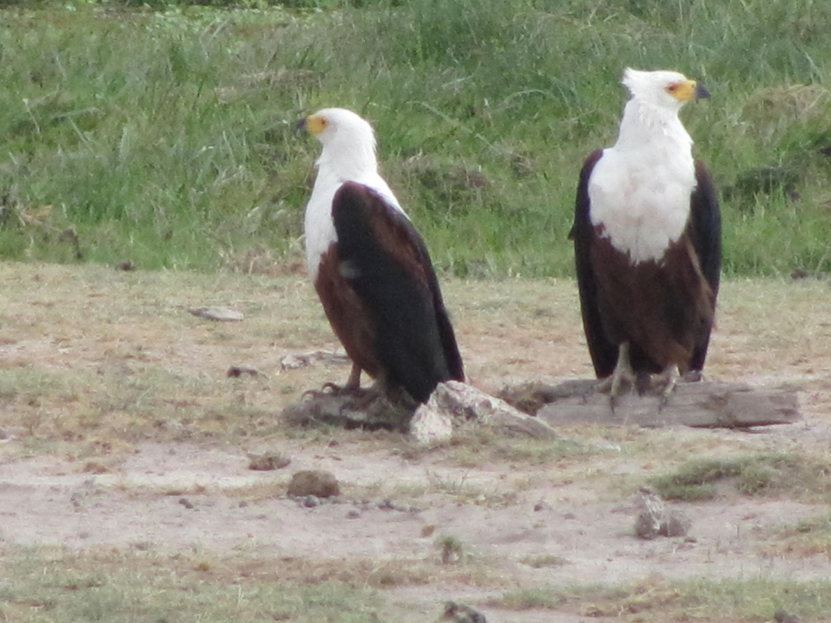African Fish-Eagle - ML618091122