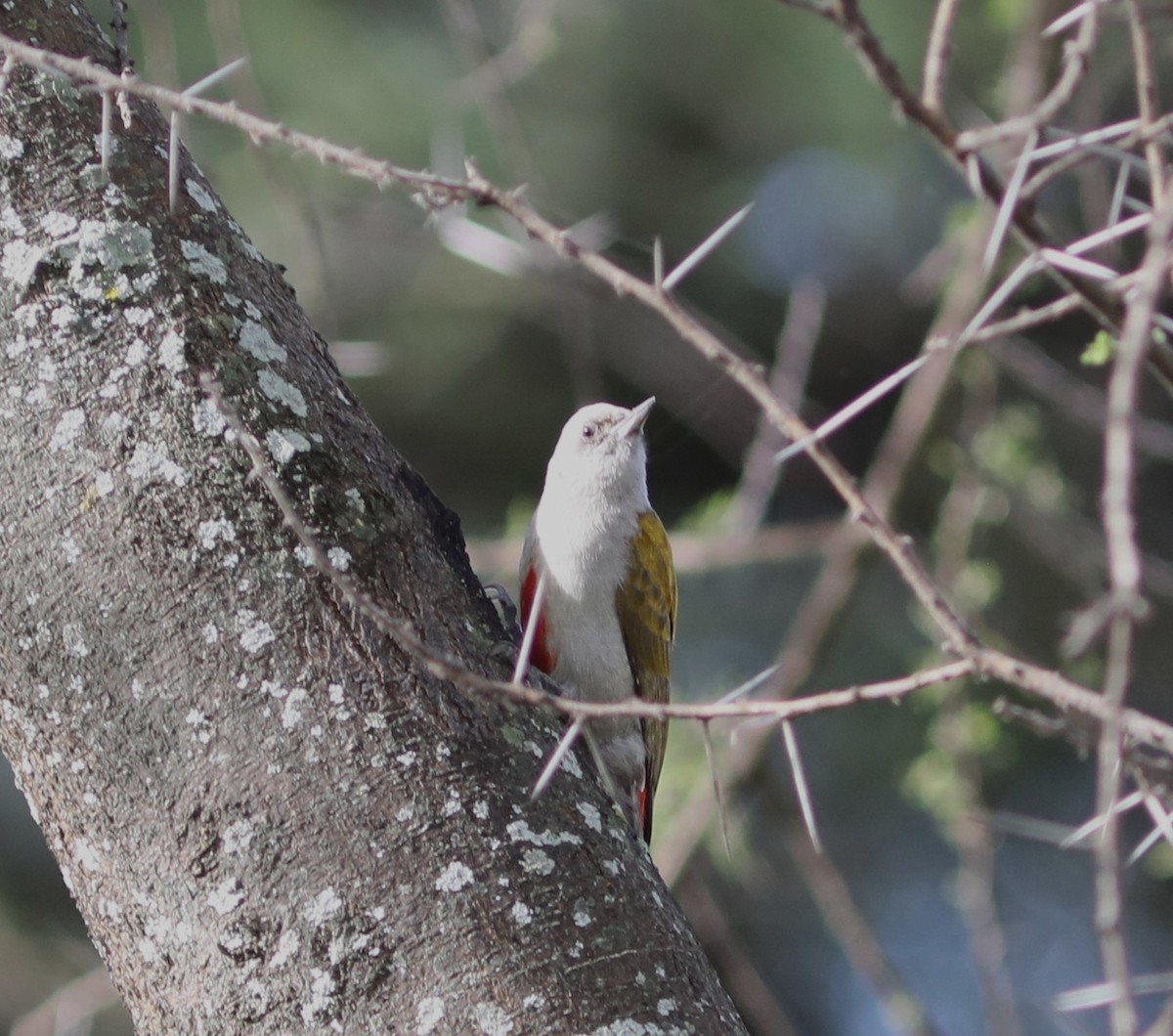 Mountain Gray Woodpecker - ML618091142