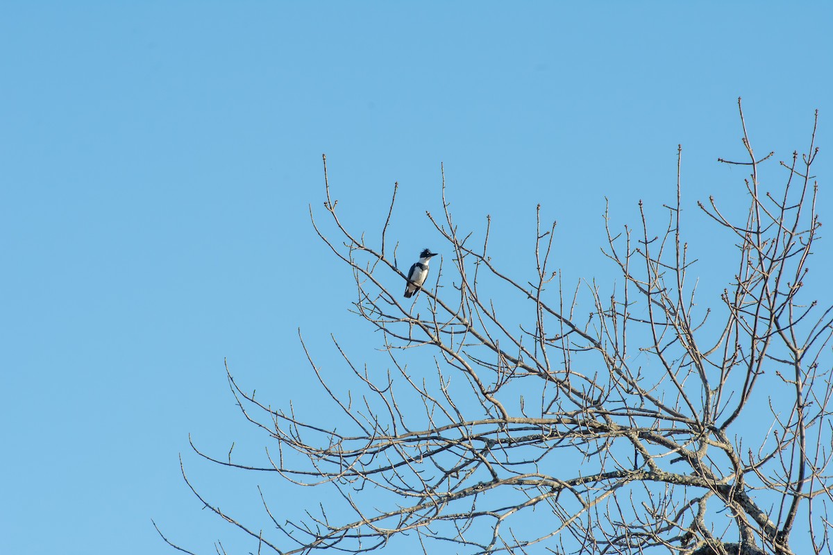Belted Kingfisher - Patrick Mollins