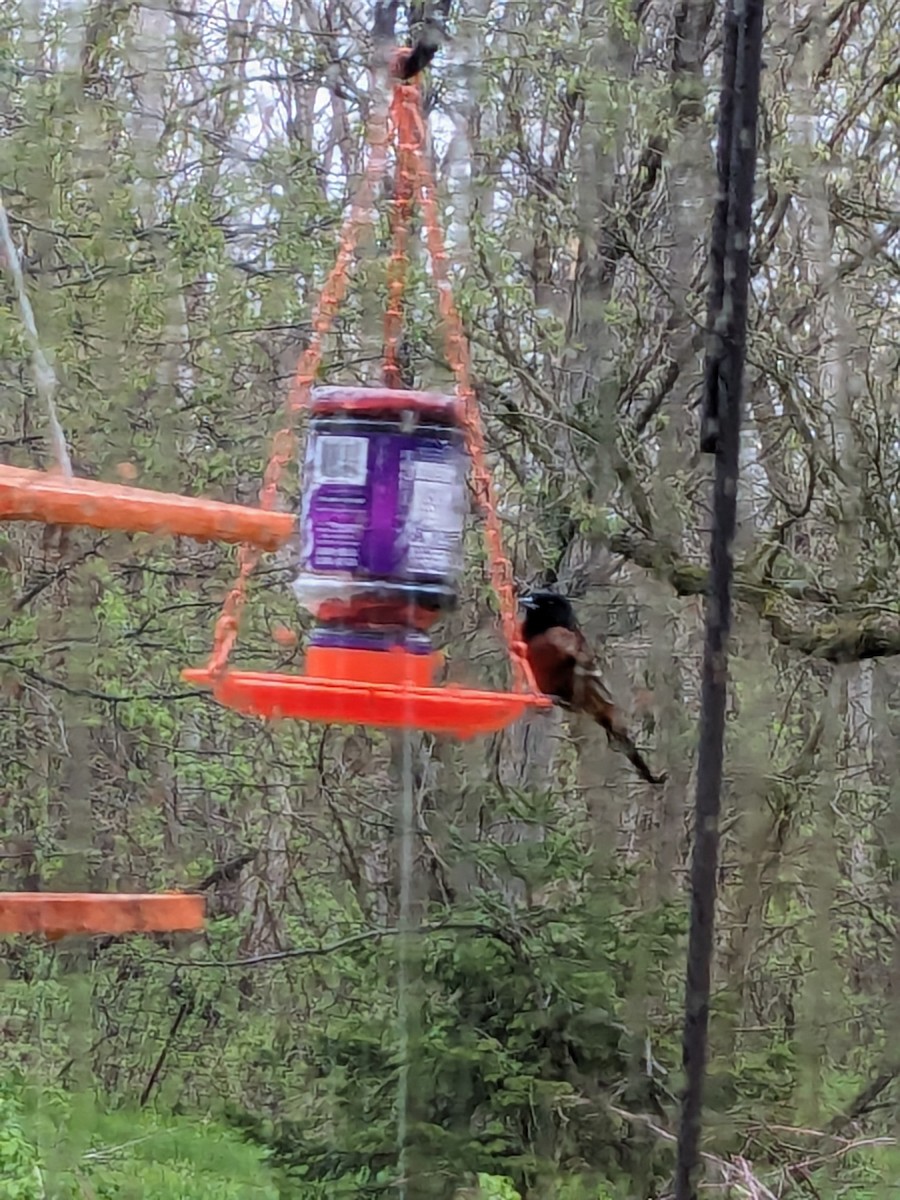Orchard Oriole - ML618091168