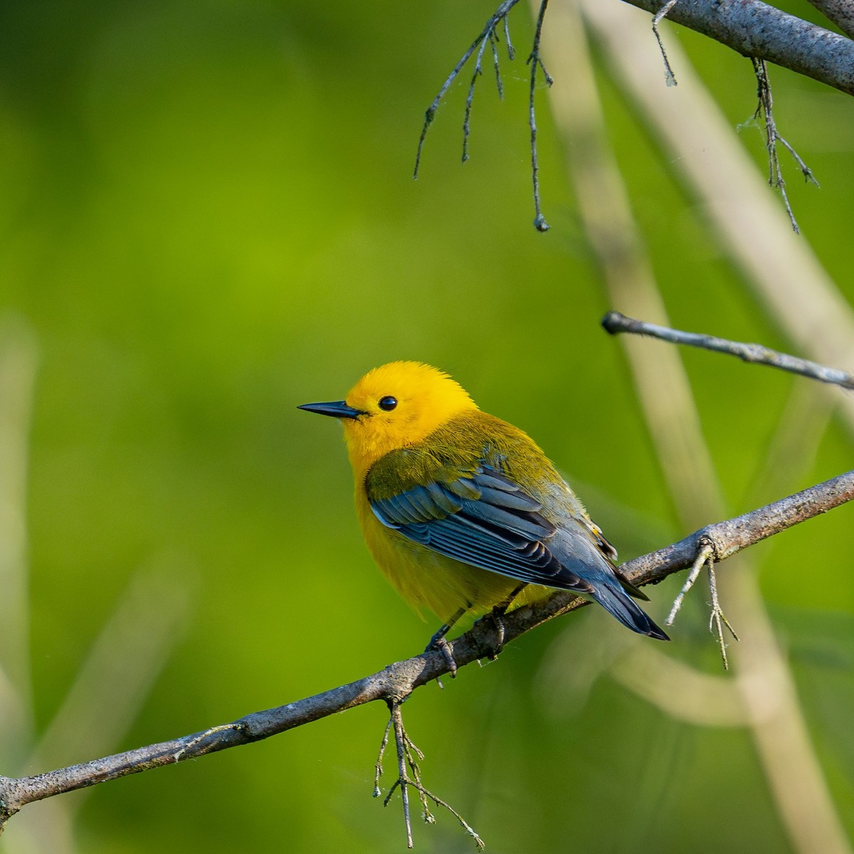 Prothonotary Warbler - ML618091178