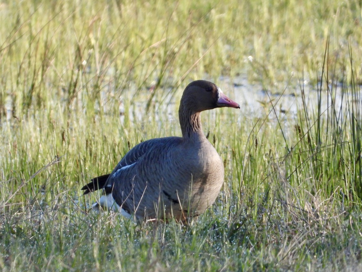 Greater White-fronted Goose - ML618091235
