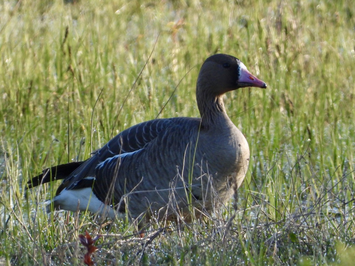 Greater White-fronted Goose - ML618091238