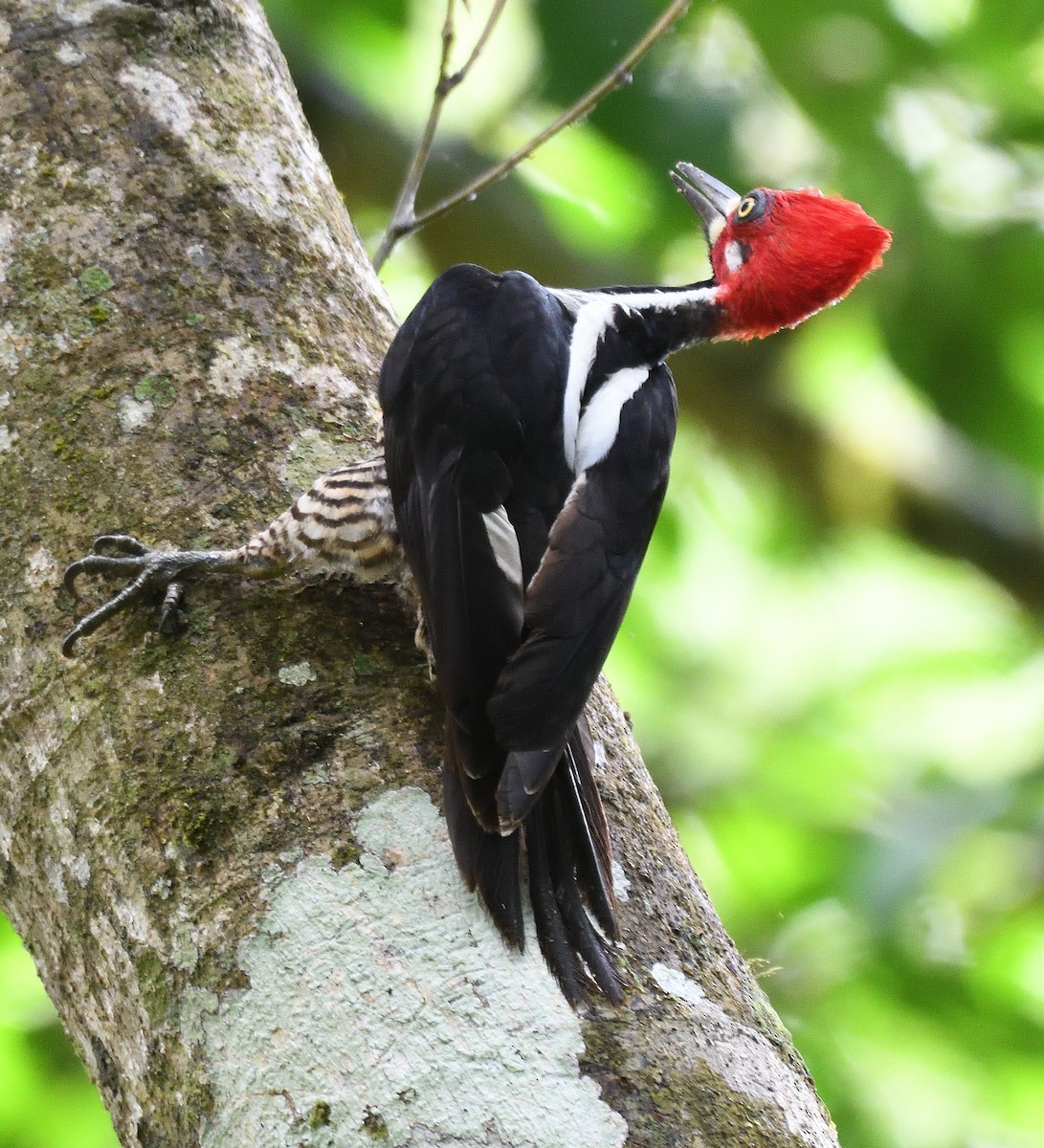Crimson-crested Woodpecker - Qinglin Ma
