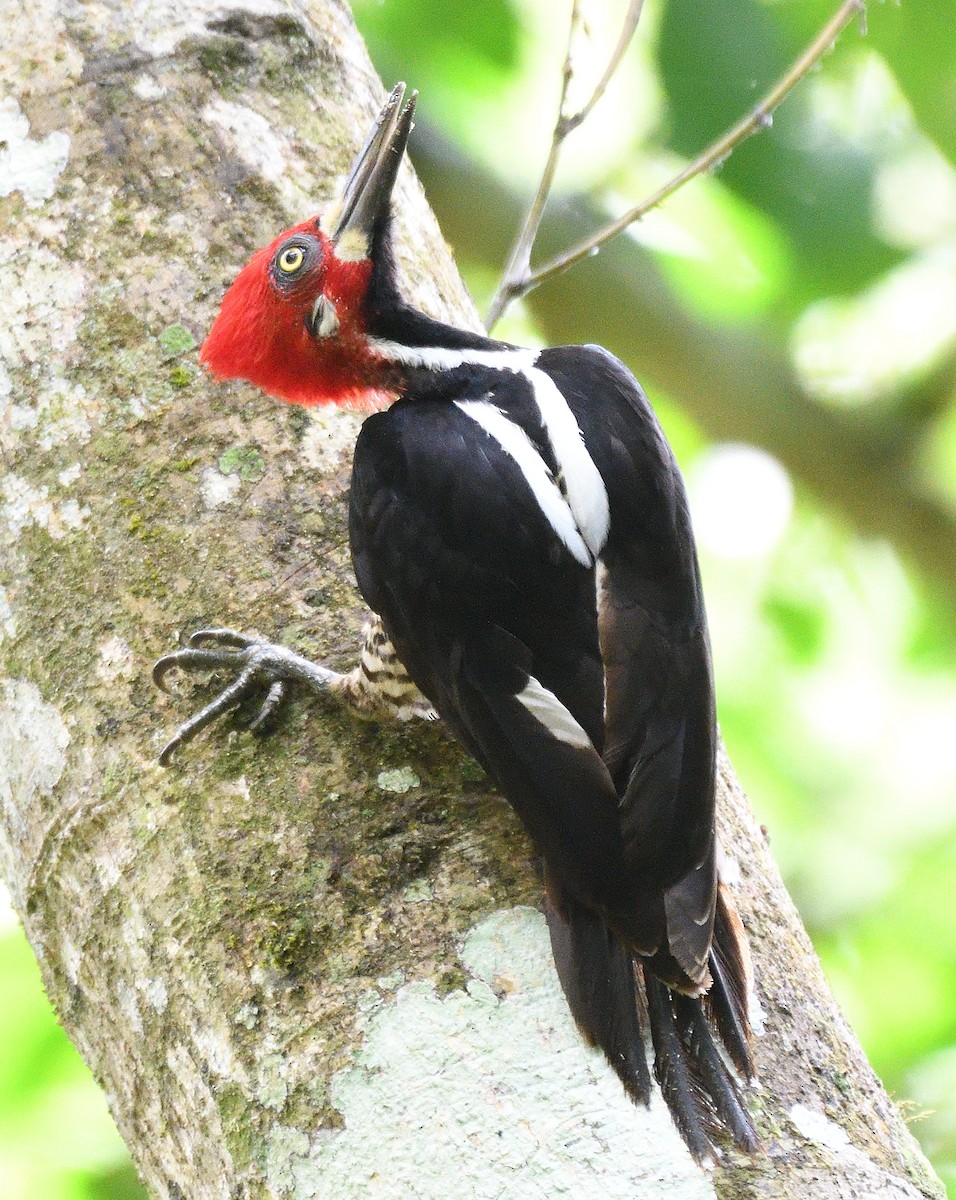 Crimson-crested Woodpecker - Qinglin Ma