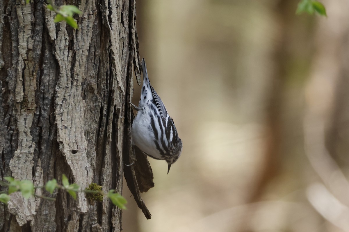 Black-and-white Warbler - Larry Therrien