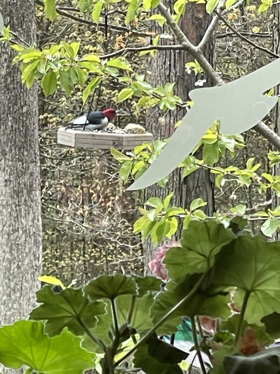Red-headed Woodpecker - ML618091255