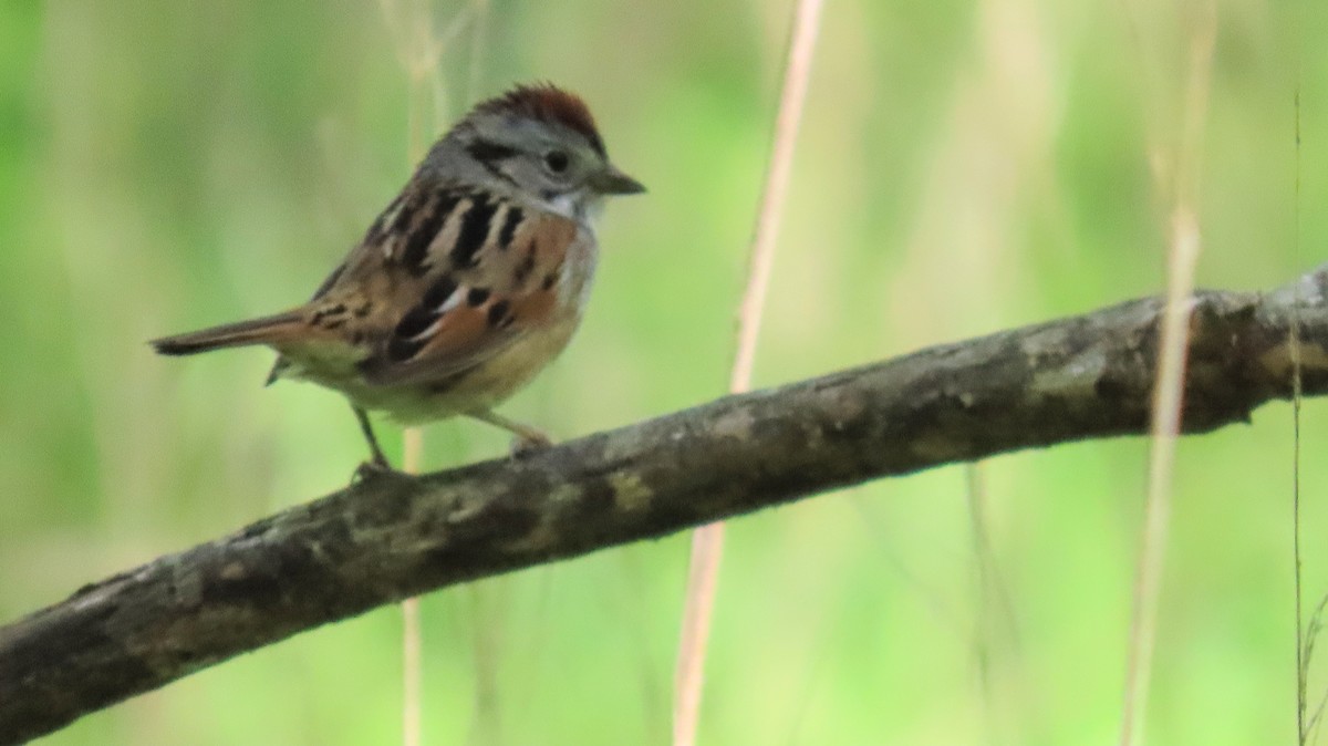 Swamp Sparrow - ML618091271