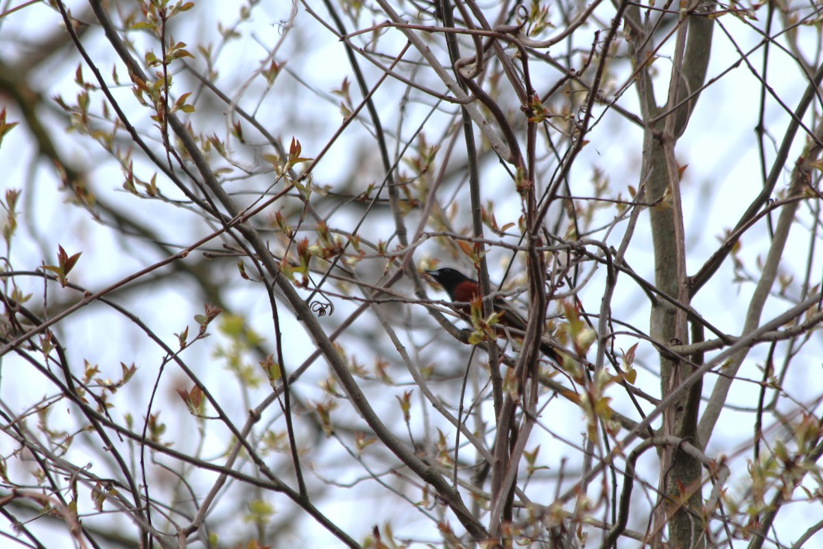 Orchard Oriole - ML618091277