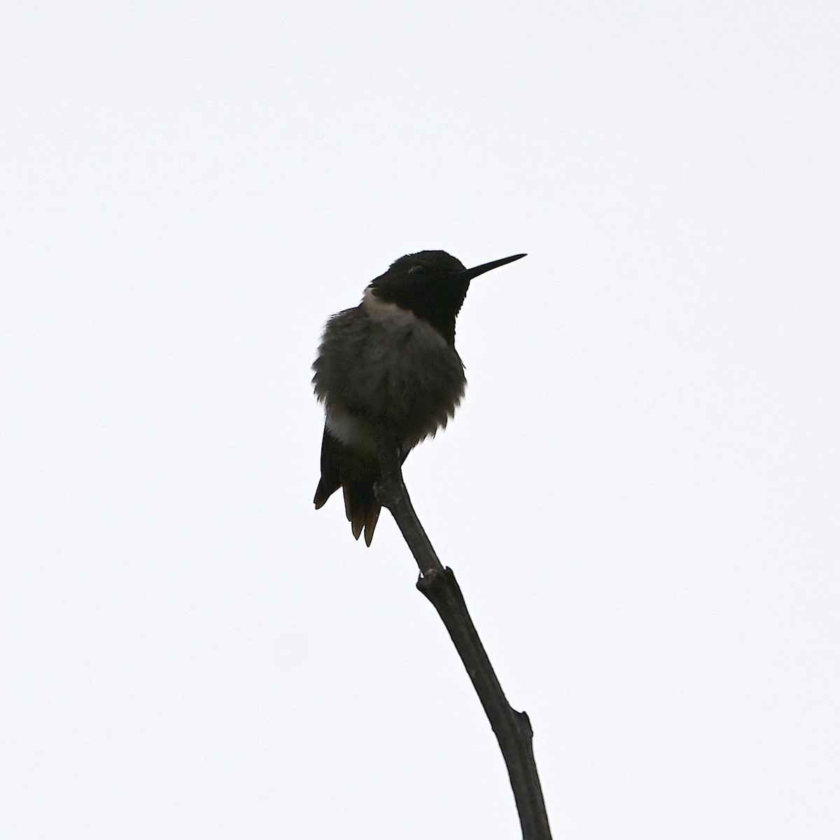 Ruby-throated Hummingbird - Chad Ludwig
