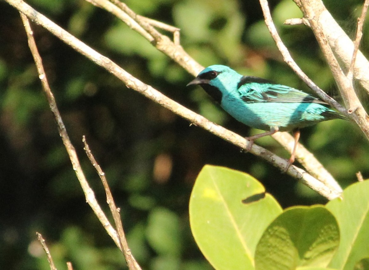 Blue Dacnis - Miguel  Magro