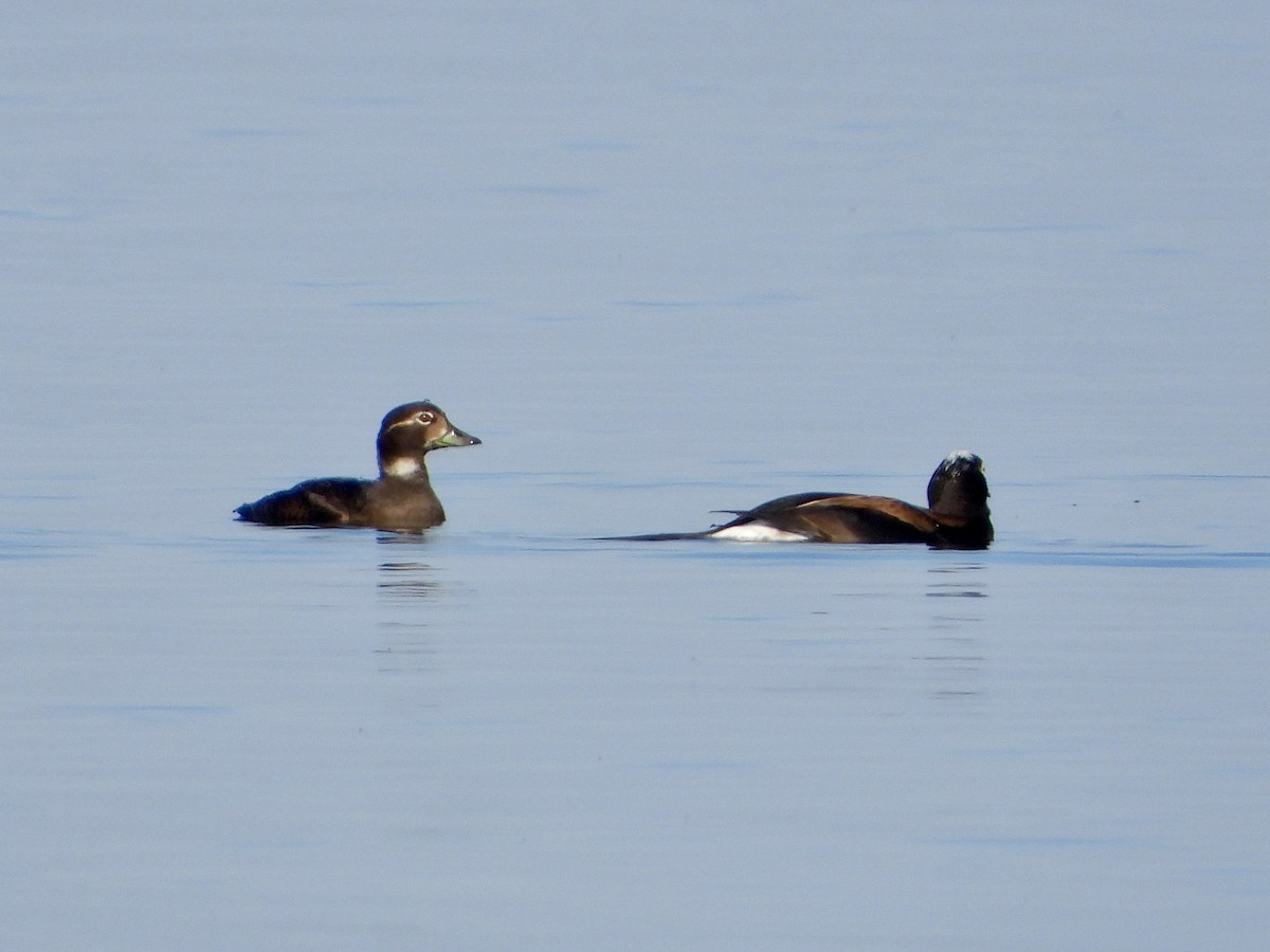 Long-tailed Duck - ML618091335