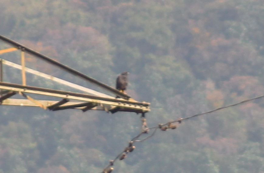White-tailed Hawk - T L P L