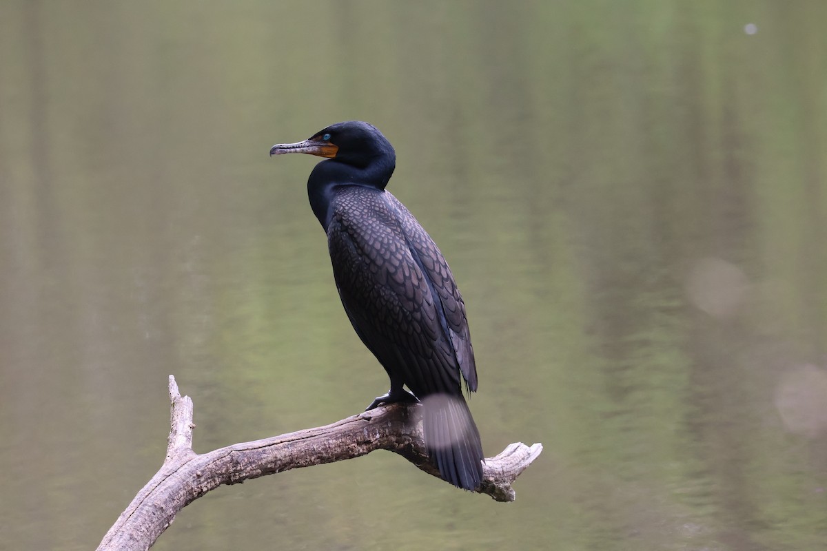 Double-crested Cormorant - Forrest Wickman