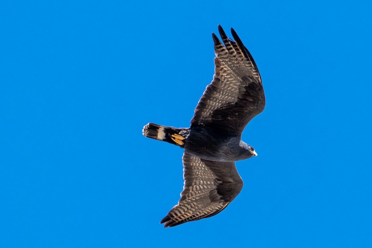 Zone-tailed Hawk - Tanya Smythe