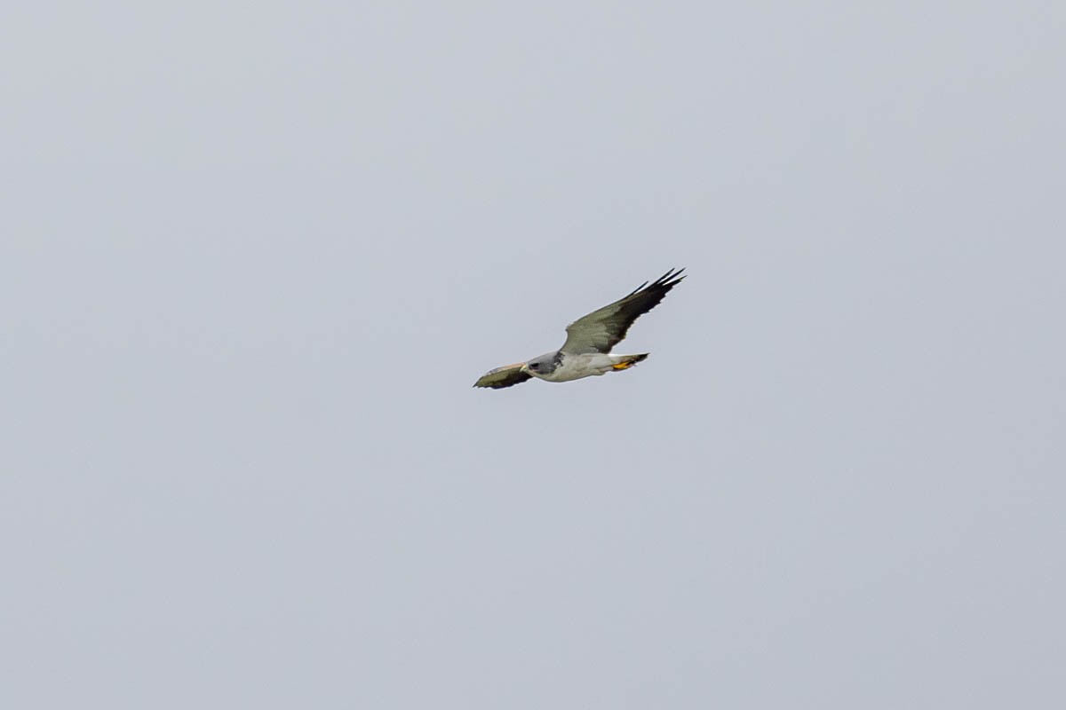 White-tailed Hawk - Mark  Laussade