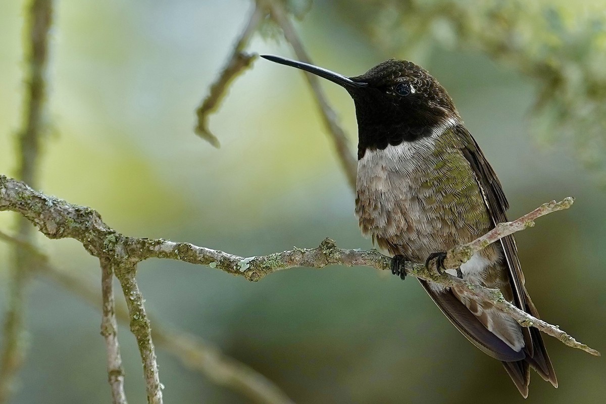 Black-chinned Hummingbird - ML618091478