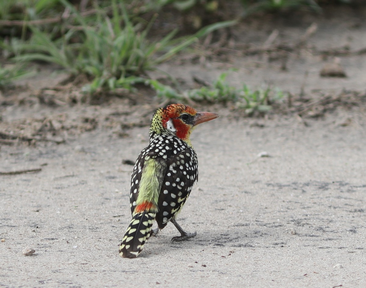 Red-and-yellow Barbet - ML618091493