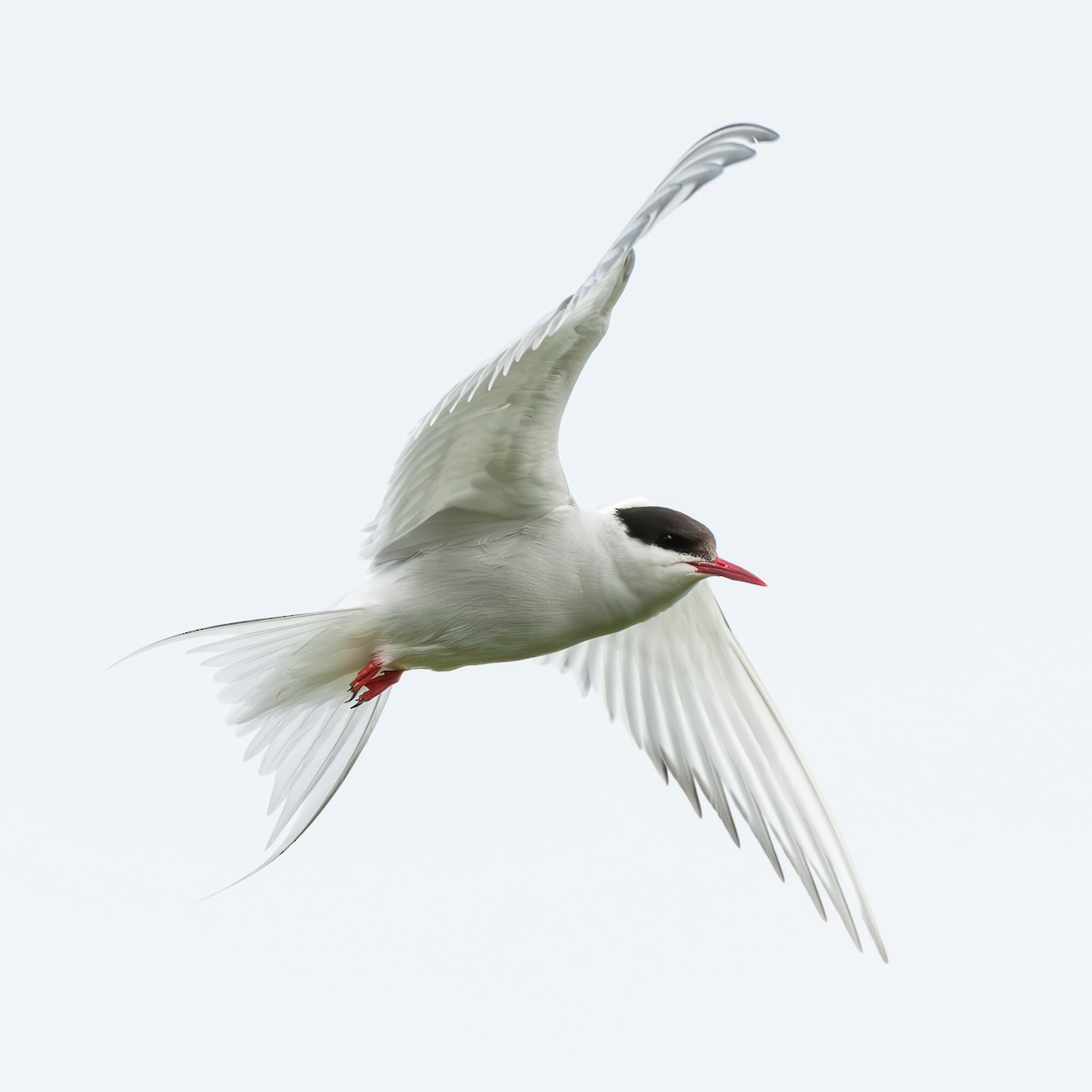 Arctic Tern - ML618091509